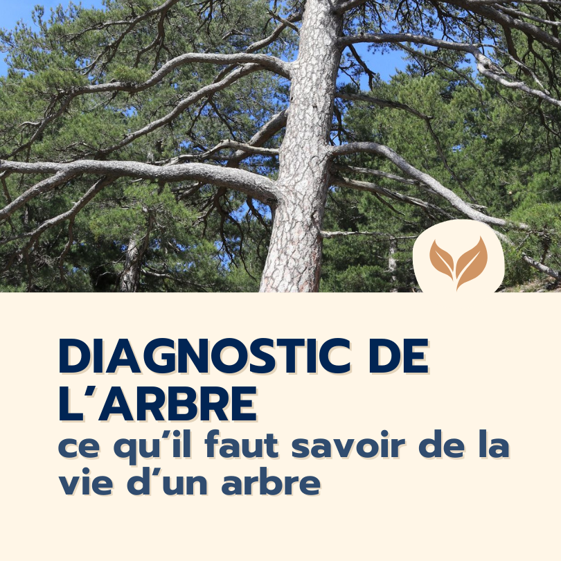 formation Diagnostic de l'arbre 
formations naturalistes écologie biodiversité animation nature occitanie hérault france experts terrain pédagogie active