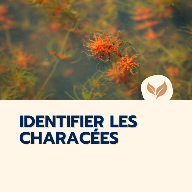 formation identifier les characées
formations naturalistes écologie biodiversité animation nature occitanie hérault france experts terrain pédagogie active