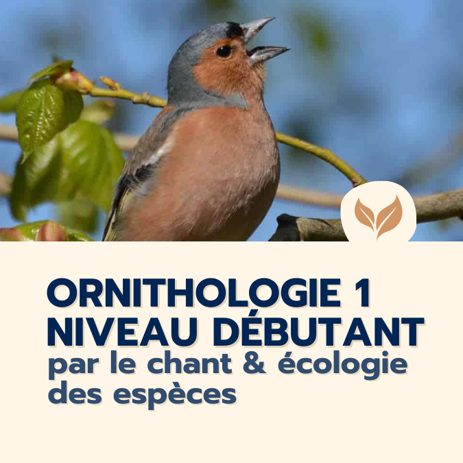 formation ornithologie niveau 1
formations naturalistes écologie biodiversité animation nature occitanie hérault france experts terrain pédagogie active