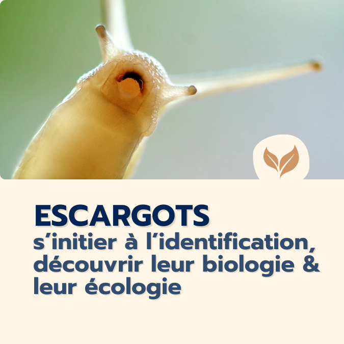 formation escargots identification biologie écologie
formations naturalistes écologie biodiversité animation nature occitanie hérault france experts terrain pédagogie active