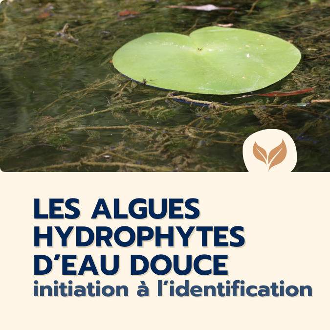 formation algues hydrophytes
formations naturalistes écologie biodiversité animation nature occitanie hérault france experts terrain pédagogie active