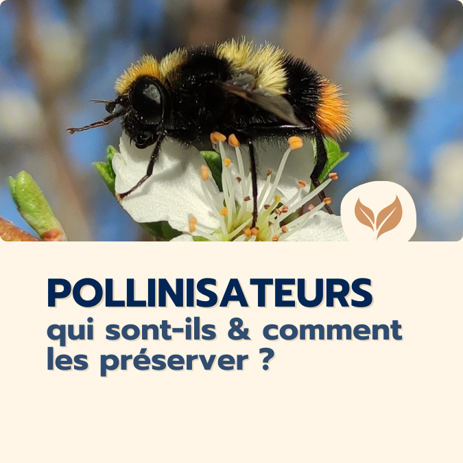 formation pollinisateurs
formations naturalistes écologie biodiversité animation nature occitanie hérault france experts terrain pédagogie active