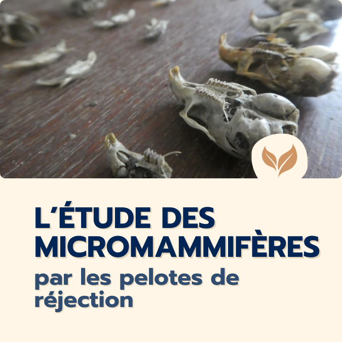 formation etude micro-mammifères
formations naturalistes écologie biodiversité animation nature occitanie hérault france experts terrain pédagogie active