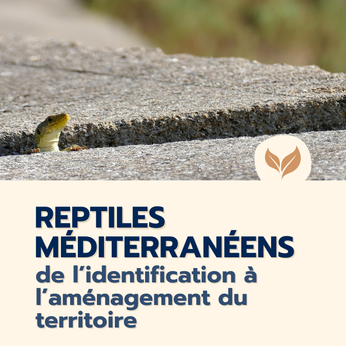 formation Reptiles méditerranéens de l'identifcation à l'aménagement du territoire
formations naturalistes écologie biodiversité animation nature occitanie hérault france experts terrain pédagogie active